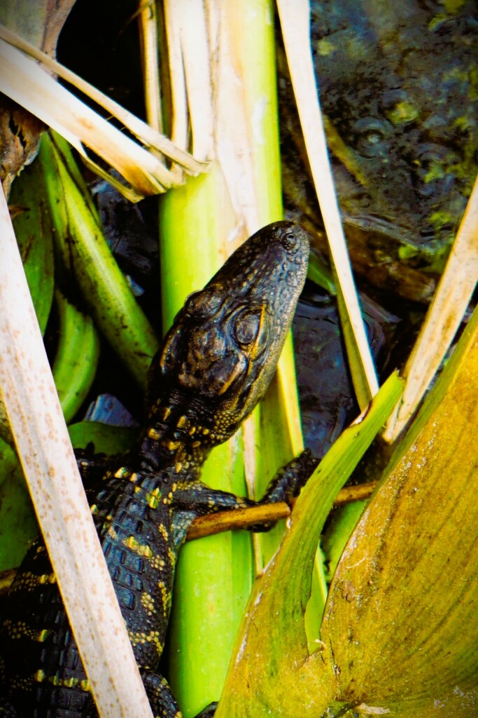Gator Bites by photohoot