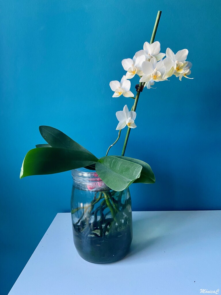 Mini orchid by monicac