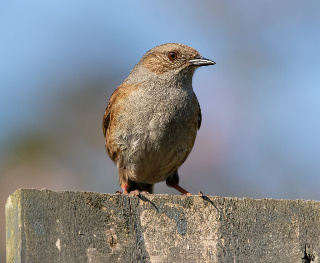 Dunnock by lifeat60degrees