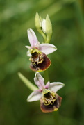 17th May 2024 - 2024-05-17 wild orchids