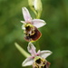 2024-05-17 wild orchids