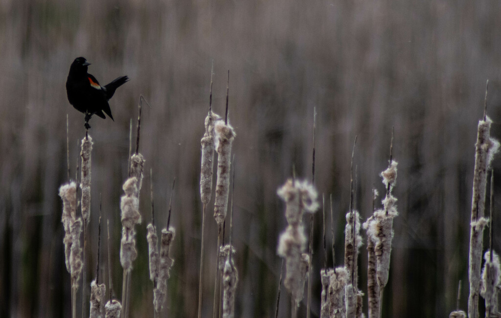 Red-winged blackbird_ by darchibald