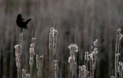 17th May 2024 - Red-winged blackbird_
