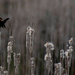 Red-winged blackbird_ by darchibald