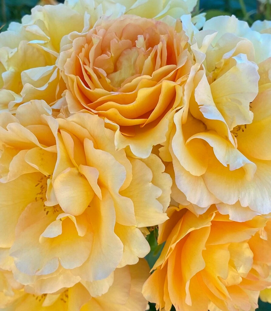 Rose Garden by joysfocus