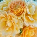 Rose Garden by joysfocus