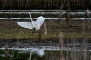 17th May 2024 - Dance of the Egret