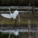Dance of the Egret by darchibald