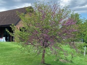 17th May 2024 - 0517redbud