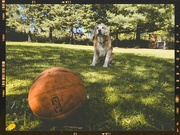 16th May 2024 - His Favorite Ball :D