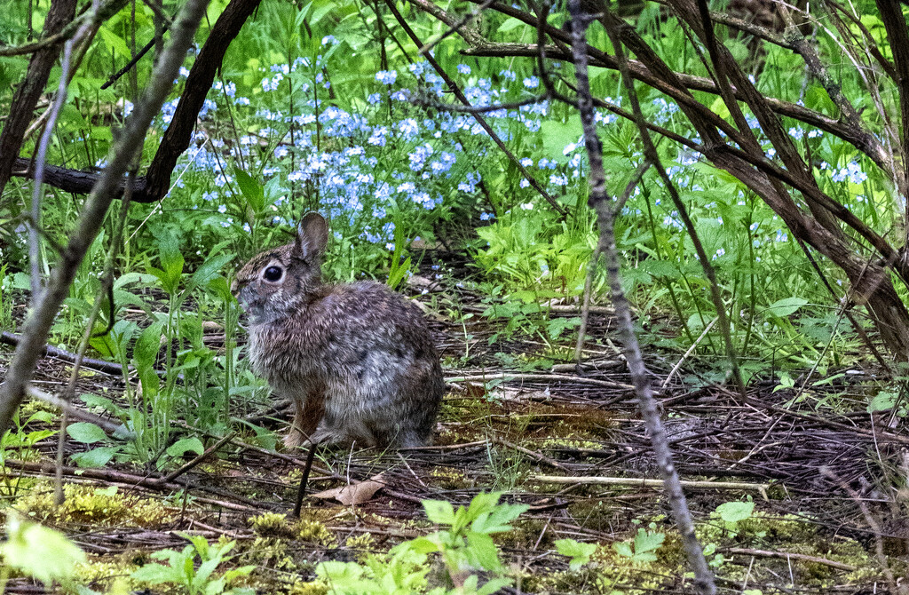 Cottontail by pdulis