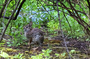 17th May 2024 - Cottontail
