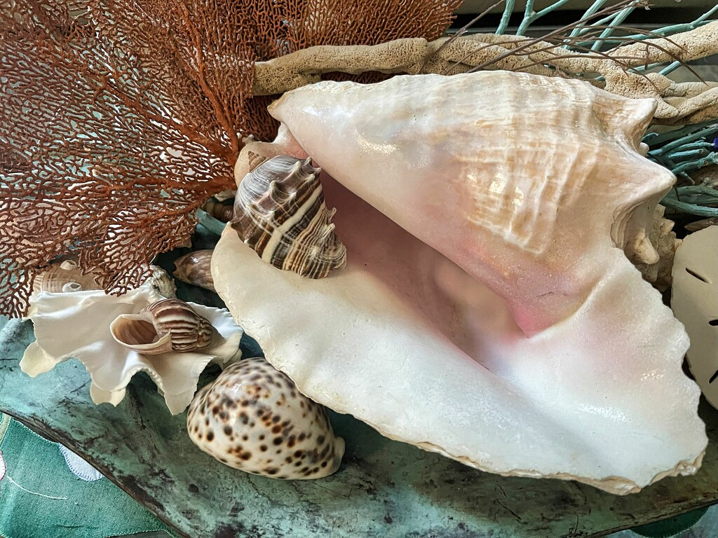 5 16 Shells by sandlily