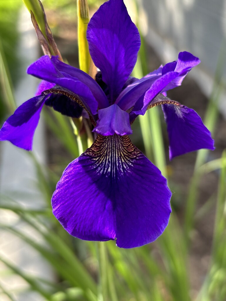 Lovely iris by pirish