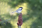 17th May 2024 - The Sweet Chickadee