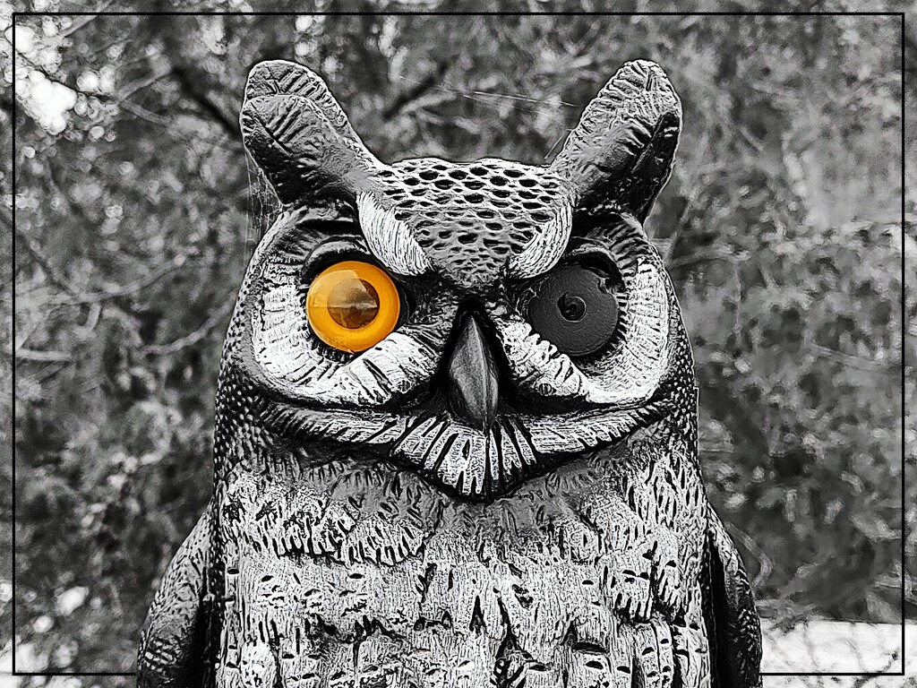 Owl Eyes! by olivetreeann