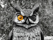 16th May 2024 - Owl Eyes!