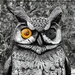 Owl Eyes!