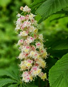 17th May 2024 - Horse Chestnut flower