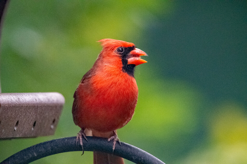 Mr Cardinal Having a Snack! by rickster549