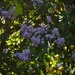Lilac Bush by bjywamer