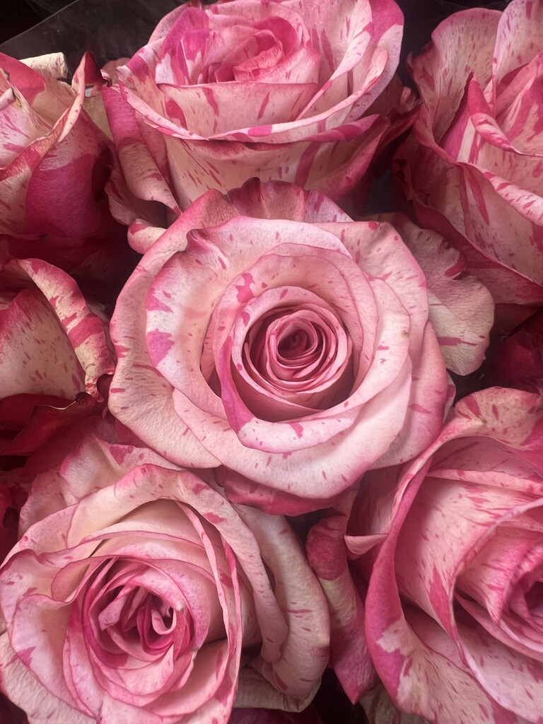 Neil Diamond Roses by peekysweets