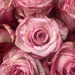 Neil Diamond Roses