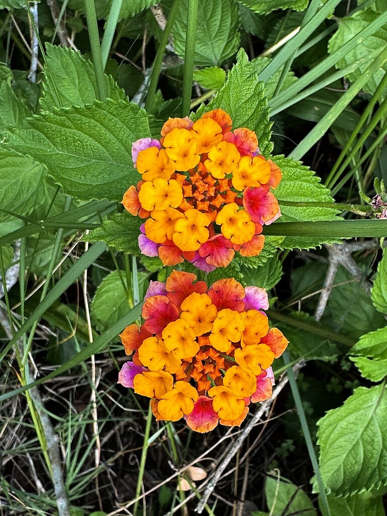 Lantana (Butterfly bush) by congaree