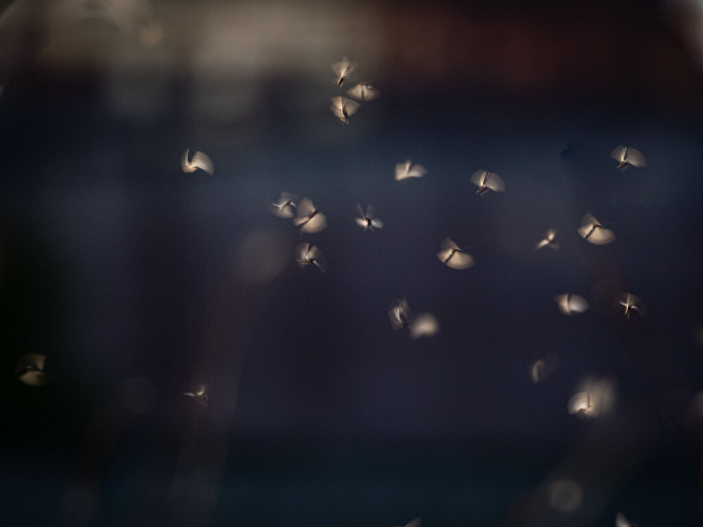 The dance of mayflies in the setting light by haskar