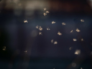 17th May 2024 - The dance of mayflies in the setting light