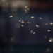 The dance of mayflies in the setting light