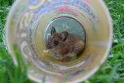 18th May 2024 - Mouse in a cup