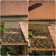 18th May 2024 - Green roof