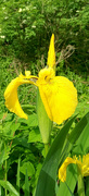 18th May 2024 - Yellow Iris 