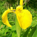 Yellow Iris  by 365projectorgjoworboys