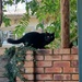 Neighbour's cat by mdry