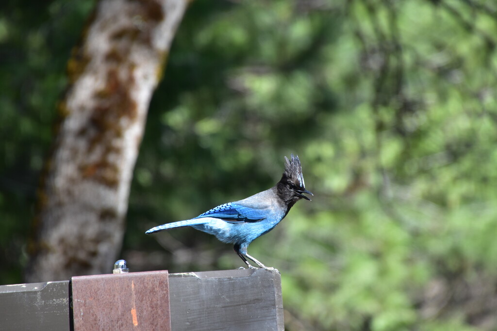 Blue Jay In Yosemite  by bigdad