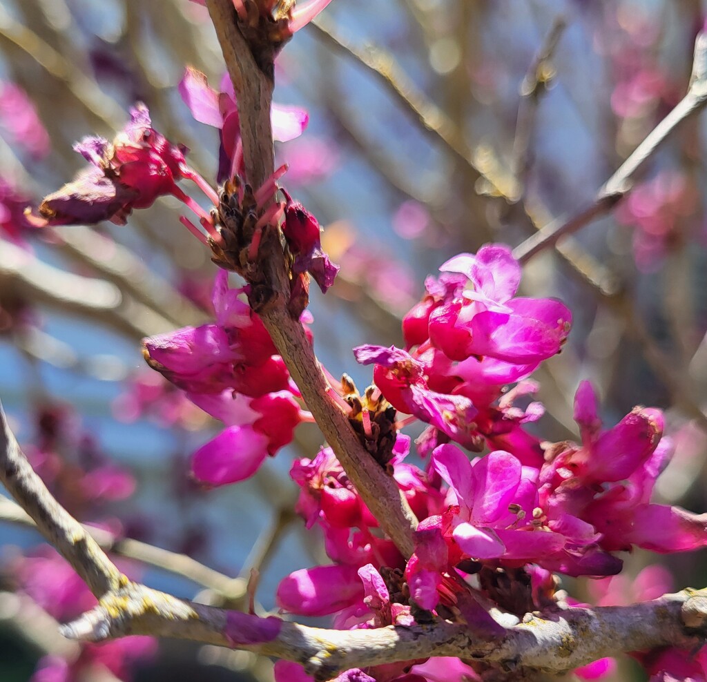 Red Bud by paulabriggs