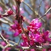 Red Bud by paulabriggs