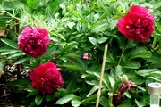 18th May 2024 - Peony Flowers