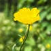 Meadow Buttercup by mattjcuk