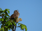 18th May 2024 - Song Sparrow