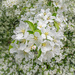 Sargent crabapple tree flower