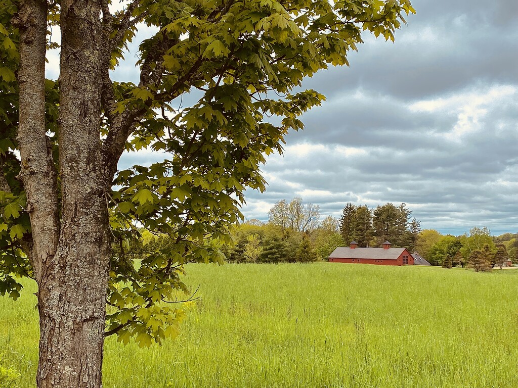 Barn Top, Clouds, and Tree by rickaubin