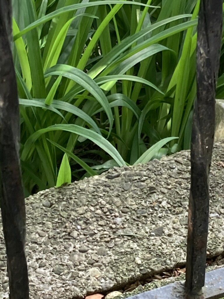 Half Green Leaves, Half Cement Porch by spanishliz