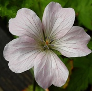 18th May 2024 - Geranium flower.
