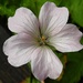 Geranium flower.
