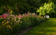 16th May 2024 - One Row in the Iris Gardens 