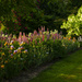 One Row in the Iris Gardens 