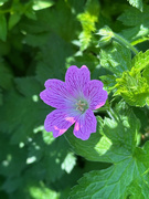 17th May 2024 - Geranium Flower
